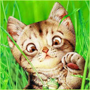 Ok3w.Net -- �c���x��